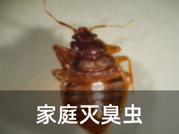 家庭滅臭蟲(chóng)
